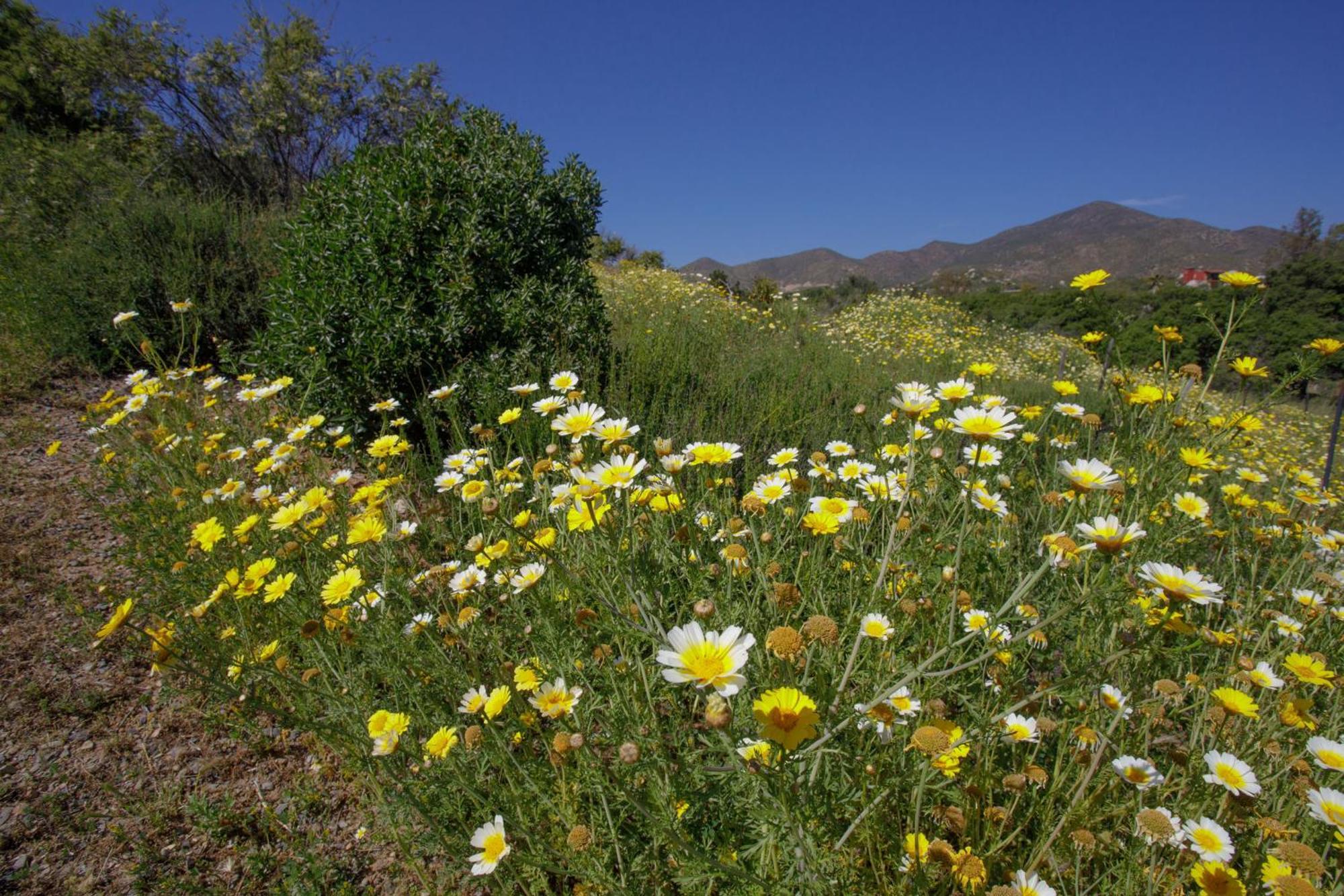 Quinta Maria En La Ruta Del Vino Bed and Breakfast Valle de Guadalupe Εξωτερικό φωτογραφία